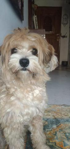 Bichon Havanais - 2