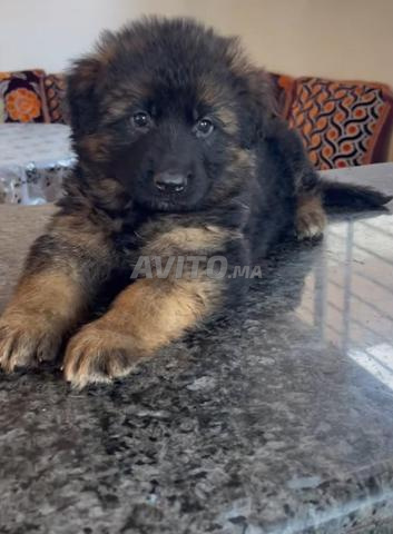 Berger allemand pedigree