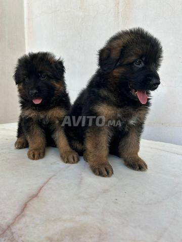 Berger allemand pedigree