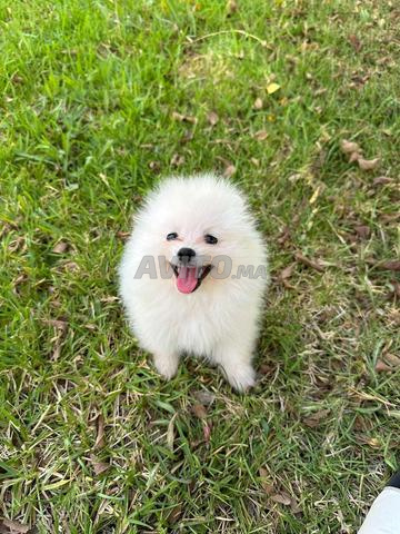Spitz Pomeranian
