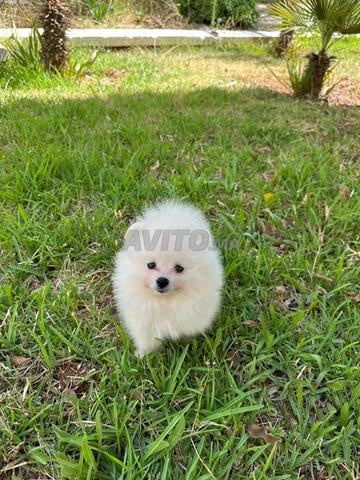 Spitz Pomeranian - 2