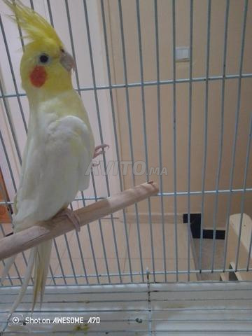 Couple de calopsittes avec leur grande cage - 2