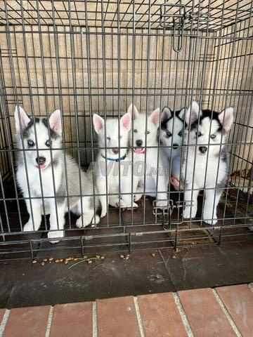 Husky Malamute - 2