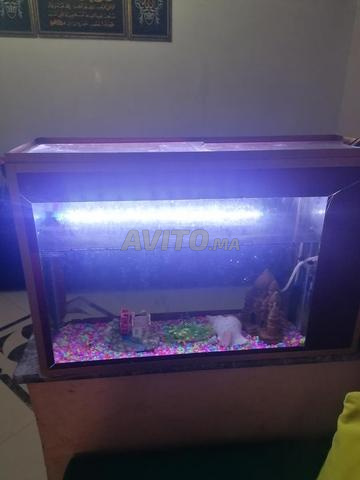 Grand aquarium pour poissons - 2