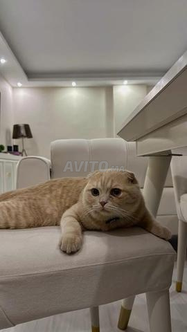 Scottish Fold à bon prix - 2