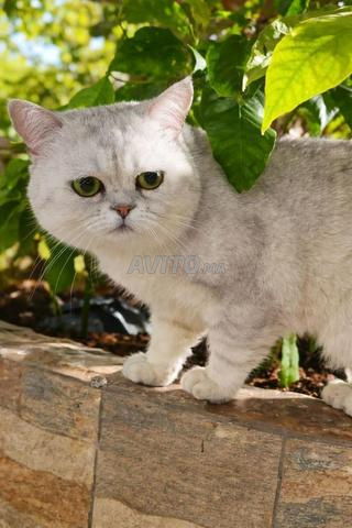 Chat British Silver disponible pour saillie - 2