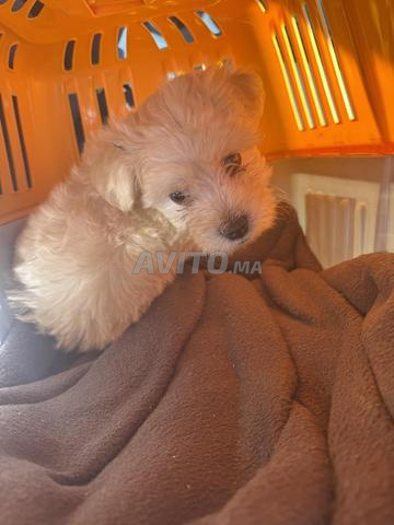 Bichon maltais de race pure - 2