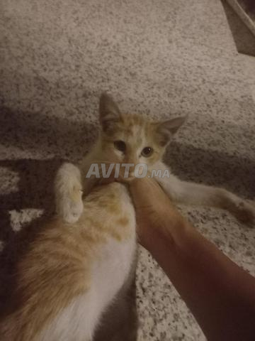 Chatte d'intérieur blanche et orange à vendre - 2