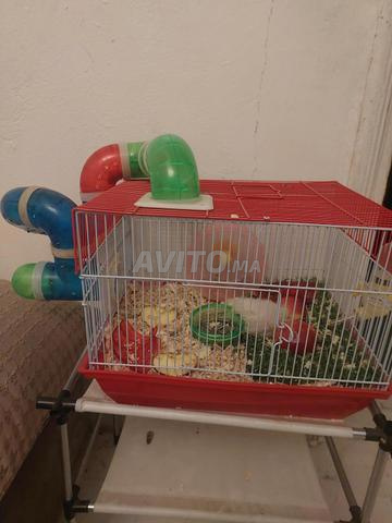 2 هامستر 🐹 للتبني - 2