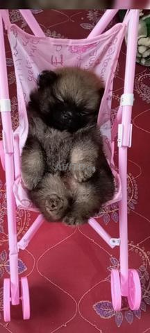 سبيتز بوميرانيان - 2