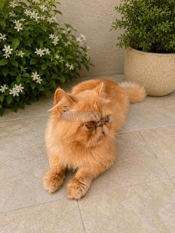 Chaton persan à vendre - 2