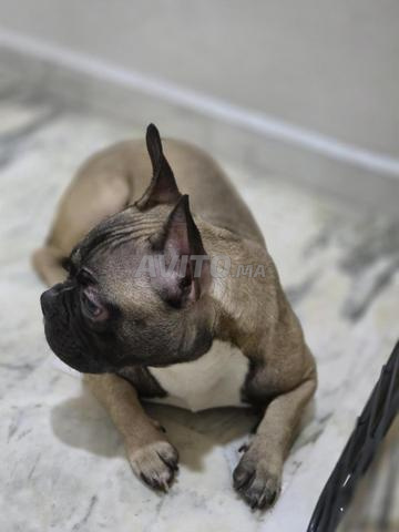 Bouledogue français - 2