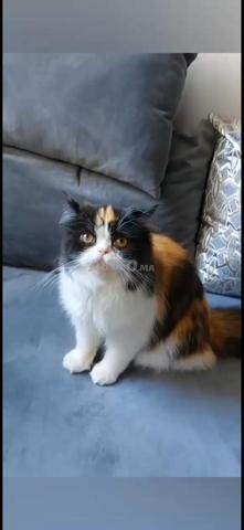 Chatte femelle cherche à s'accoupler - 2
