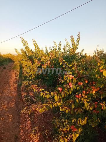 Ferme titrée à 15 mn oujda - 2