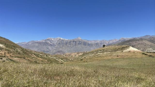 🌾 Farine d’Orge Beldi — Pure du Haut Atlas 🌾 - 2