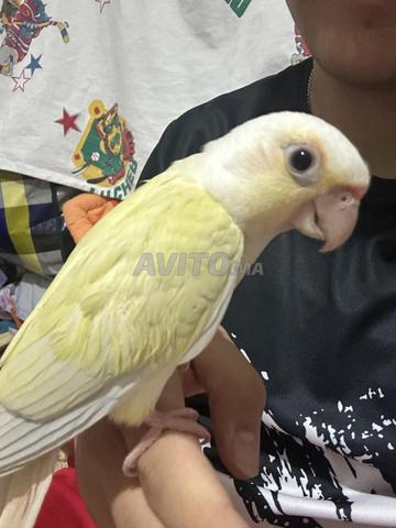 Molinae mutation moonsheek - 2