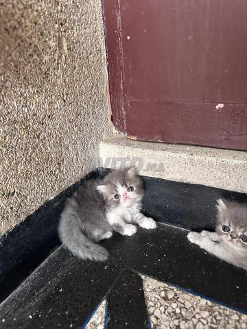 Chaton persan - 2