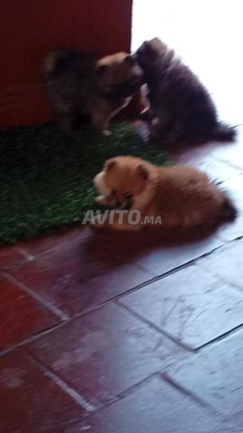 Chiot Spitz Pomeranian - 2
