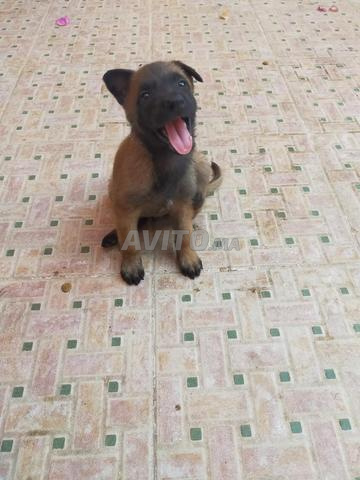 Chiot Malinois femelle à vendre - 2