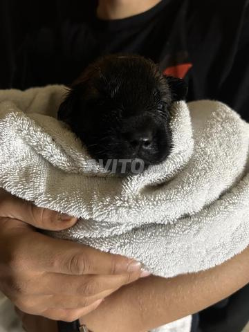 Réservez vos chiots Malinois - 2