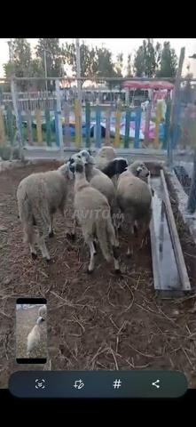 Moutons à vendre - 2