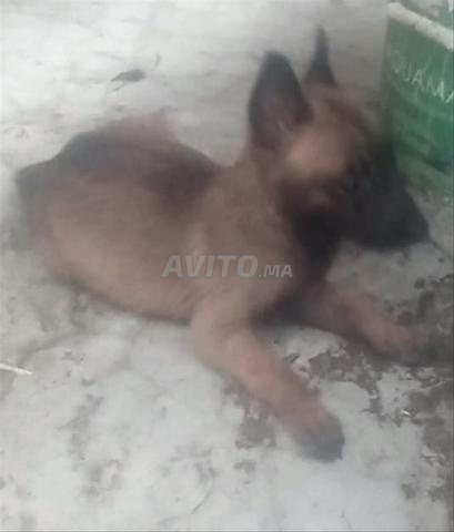 Malinois 37 j - 2