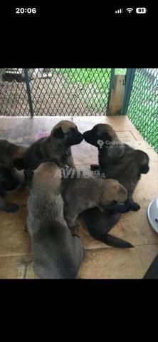 Choix chiot malinois âgé de 50 jours - 2