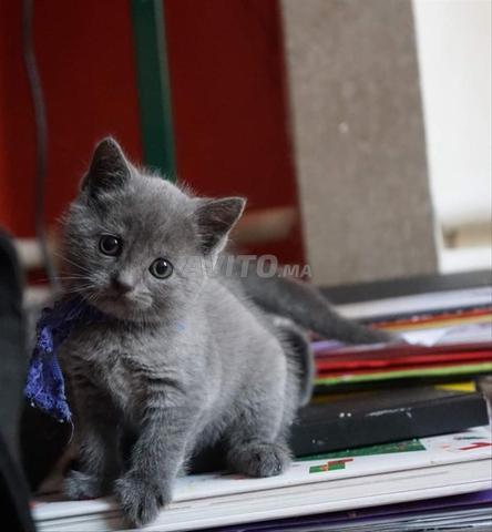 Bébés chatons bleus - 2