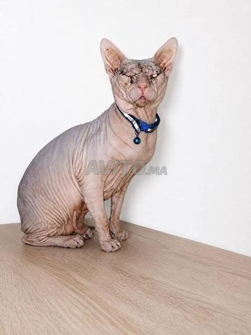 Mâle Sphynx - 2
