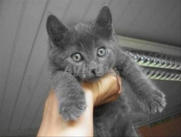 Bébé chaton siamois âgé de 45 jours - 2