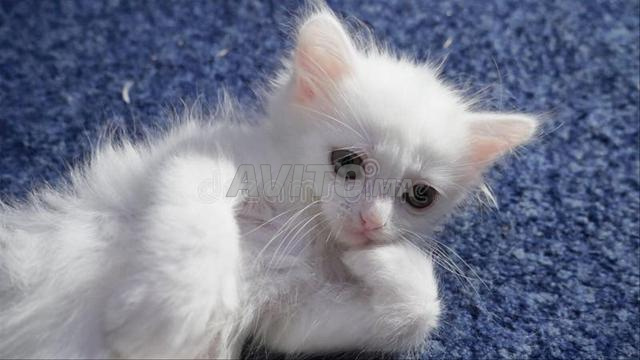 Bébé chatte siamoise âgée de 45 jours - 2