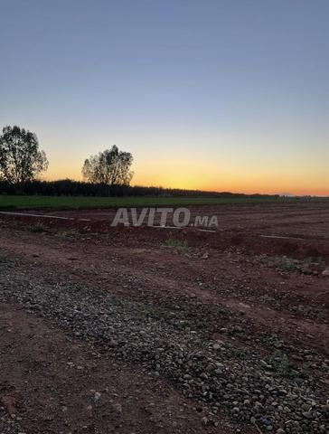 أرض فلاحية للبيع - 2