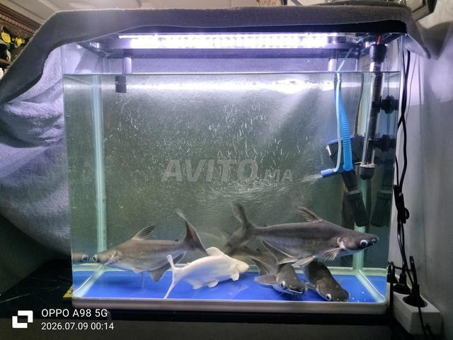 5 poissons requins plus aquarium - 2