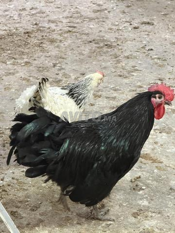 🐓 ديك أسترالورب أسود رائع للبيع 🐓