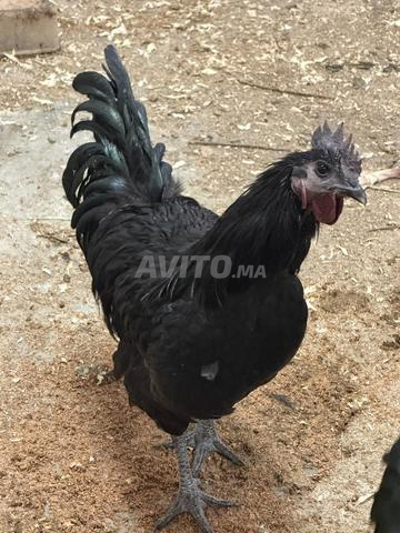 🐔 للبيع ديك أيـام سيماني أصيل ورائع 🐔