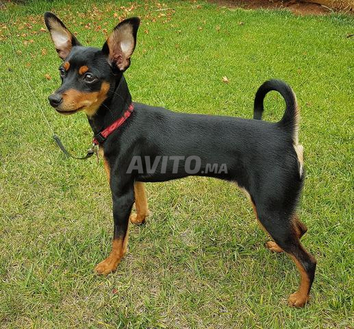 Cherche chien de race Ratier de Prague - 2
