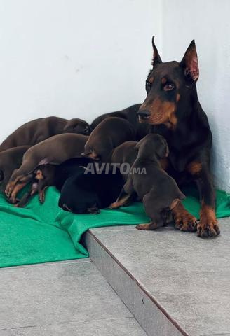 Chiot Doberman pure race - 2