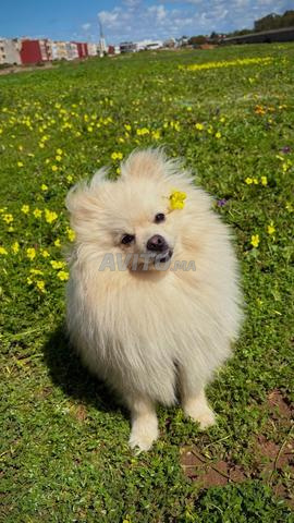 spitz allemand  - 2