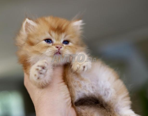 Appel téléphonique uniquement British Longhair pedigree