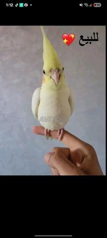 ببغاء كالوبسيت مدريسي - 2