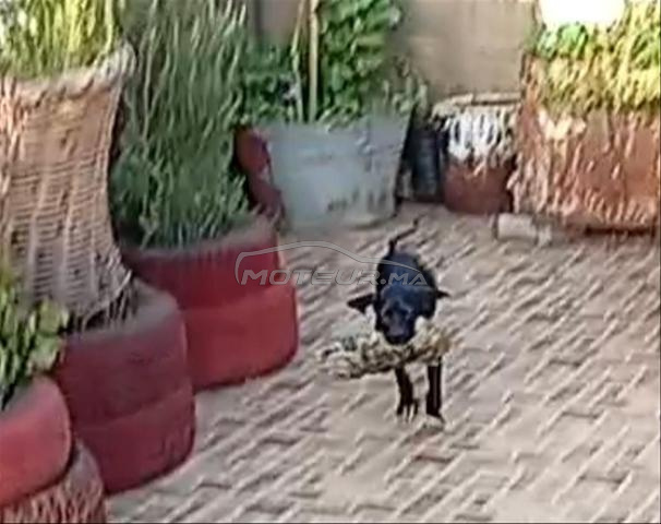 Chien de chasse