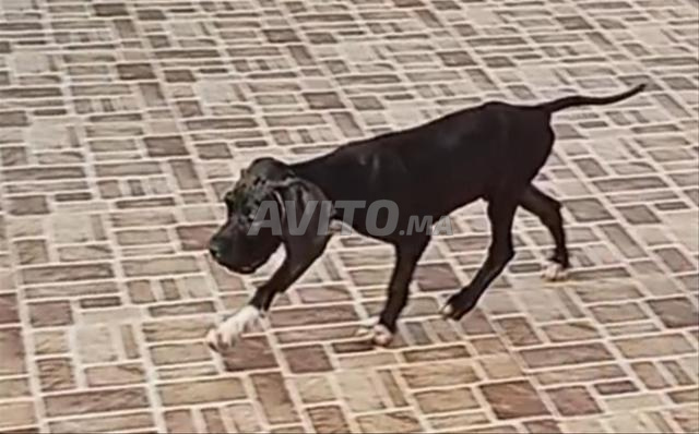 Chien de chasse - 2