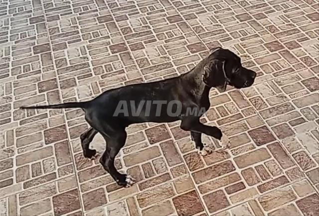 Chien de chasse
