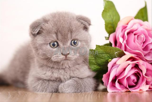 Scottish Fold - 2