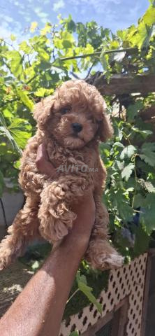Poodle nain