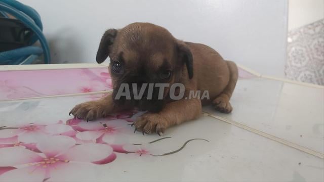 Chiot bouledogue français - 2