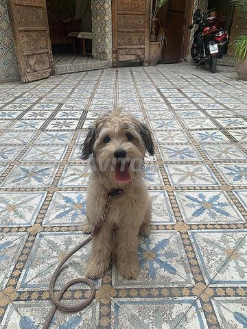 Chien de 5 mois - 2