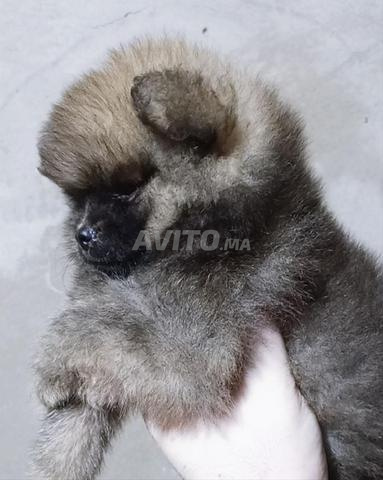 Spitz Pomeranian