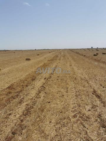 Terrain agricole titré 4 ha Ouled Saïd - 2