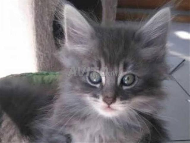 Bébé chat Norvégien poil long - 2